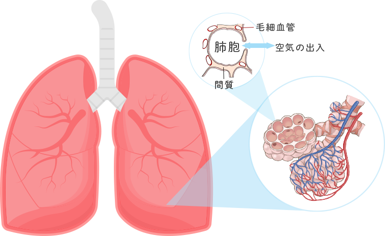 肺の構造